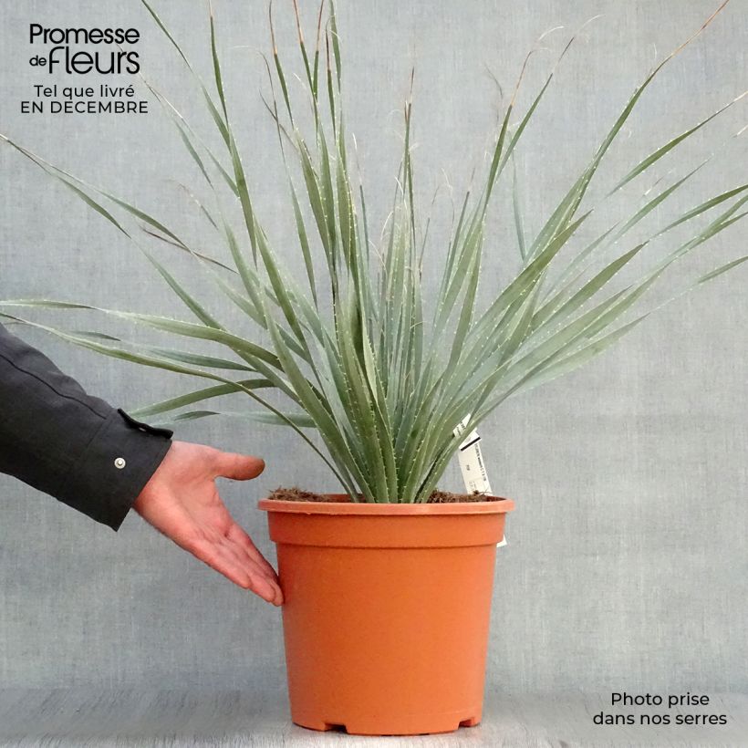 Example of Dasylirion wheeleri  Pot van 7,5 l/10 l as you get in hiver