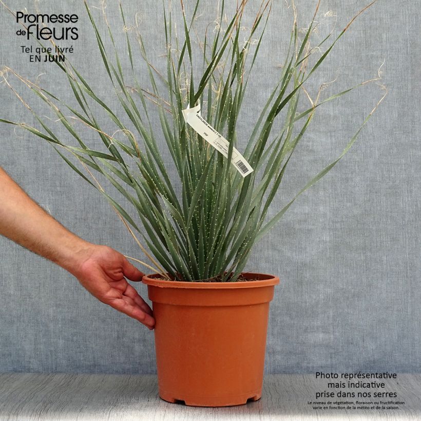 Exemplaar van Dasylirion wheeleri - Mexicaanse grasboom Pot van 7,5 l/10 l zoals geleverd in de zomer