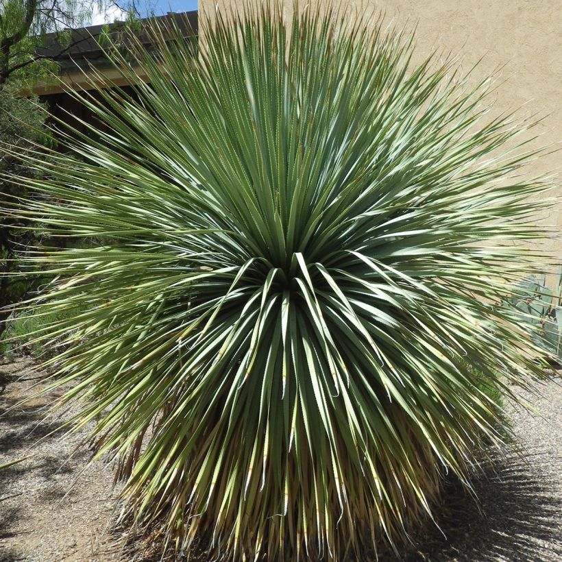 Dasylirion wheeleri - Mexicaanse grasboom (Plant habit)