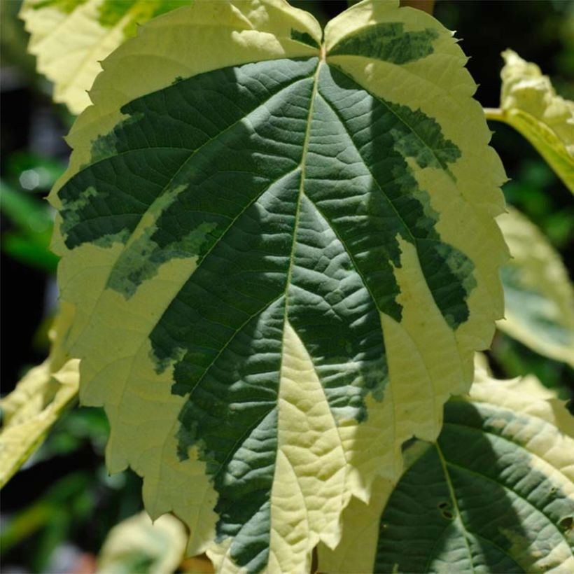 Davidia involucrata Lady Sunshine - Zakdoekjesboom (Foliage)