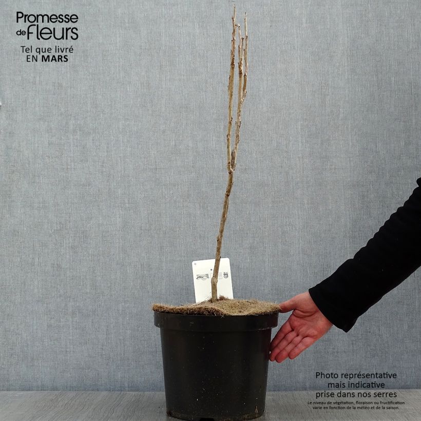 Example of Decaisnea fargesii - Augurkenstruik Pot van 7,5 l/10 l as you get in hiver