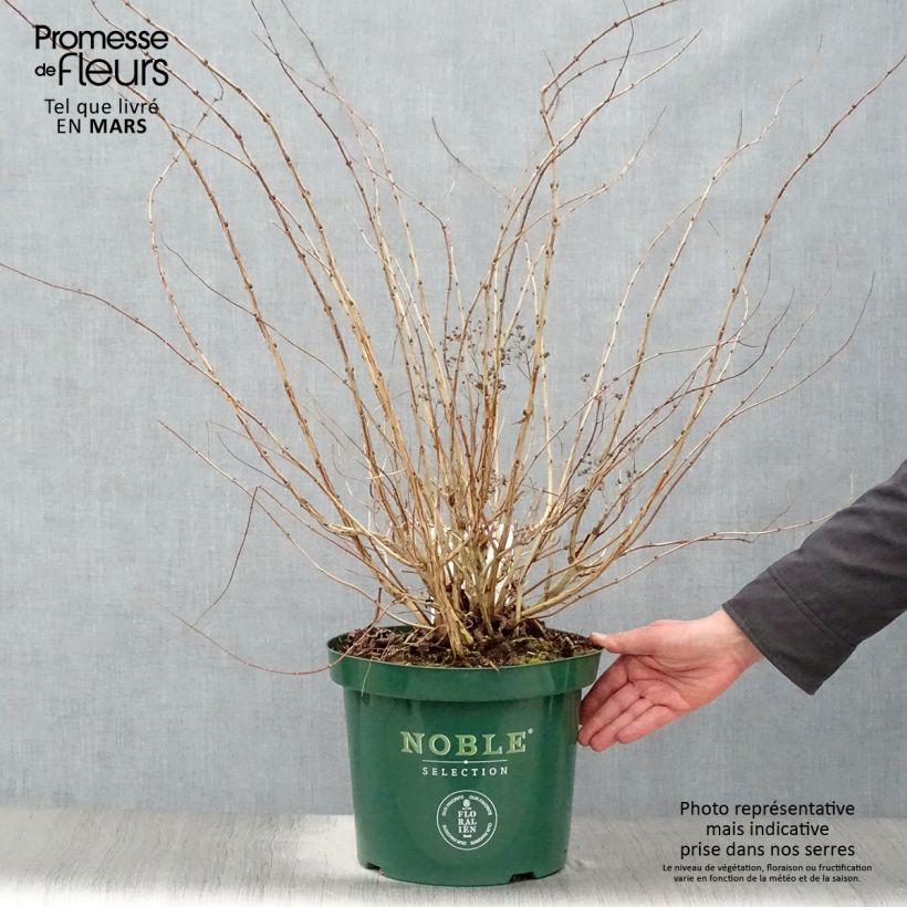 Exemplaar van Decaisnea fargesii - Augurkenstruik Pot van 7,5 l/10 l zoals geleverd in de lente