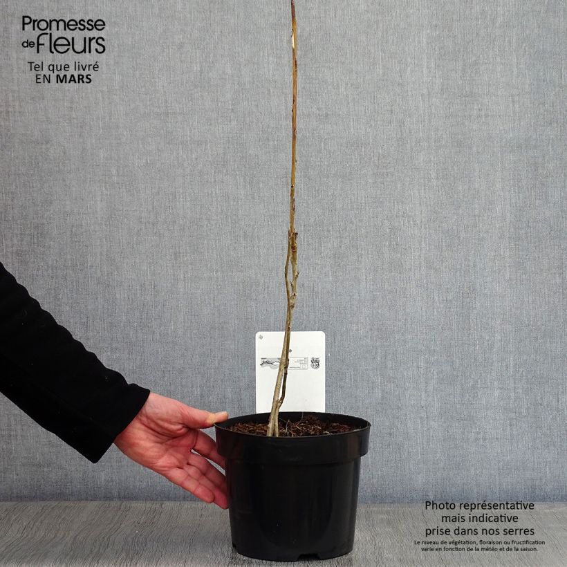 Example of Decaisnea fargesii - Augurkenstruik Pot van 2 l/3 l as you get in hiver