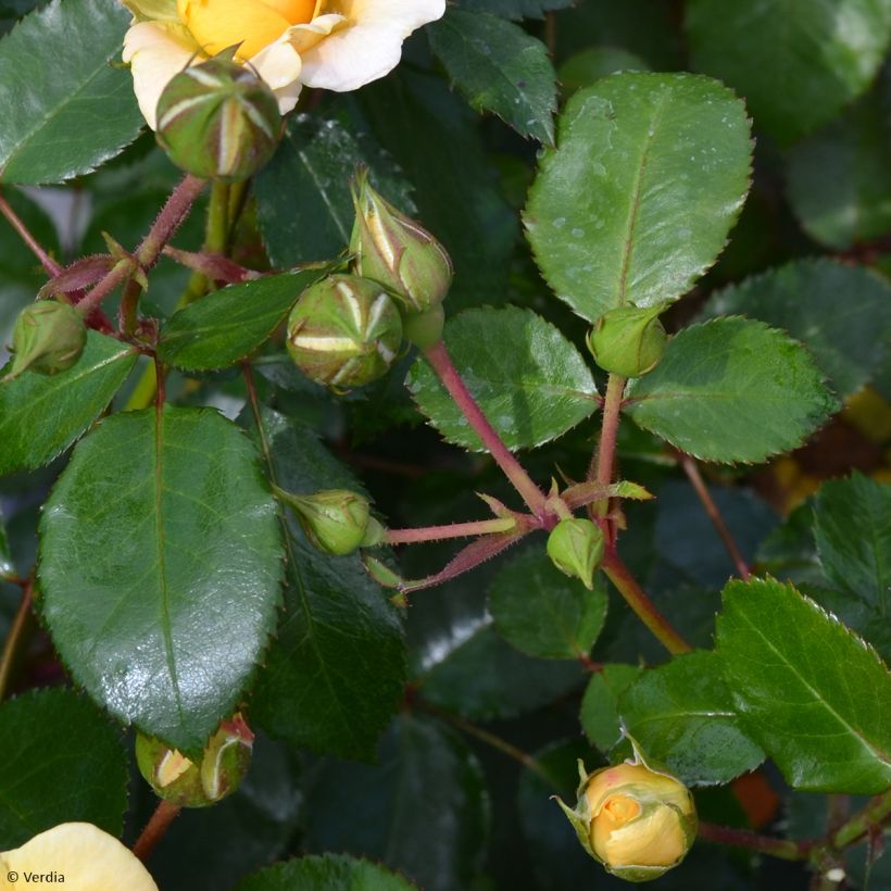 Rosa Soleya - Polyantharoos (Blad)