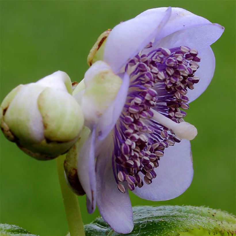 Deinanthe caerulea (Bloei)