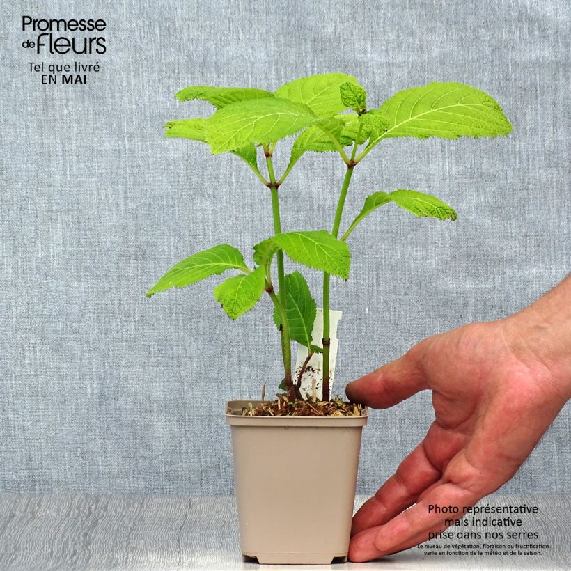 Exemplaar van Deinanthe Blue Wonder Kweekpotje van 8/9 cm zoals geleverd in de lente