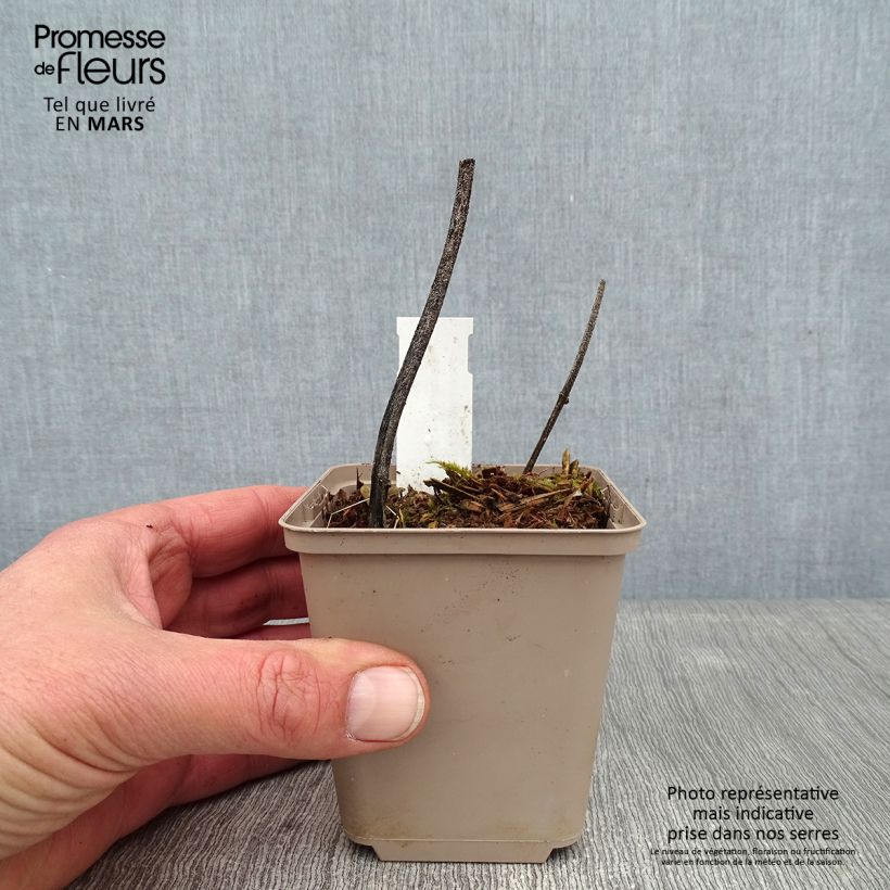 Example of Deinanthe x Blue Wonder Kweekpotje van 8/9 cm as you get in hiver