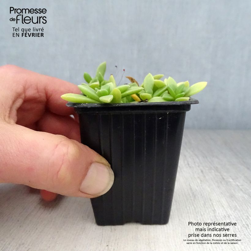 Example of Delosperma Table Mountain - Pourpier vivace  Kweekpotje van 7/8 cm as you get in hiver
