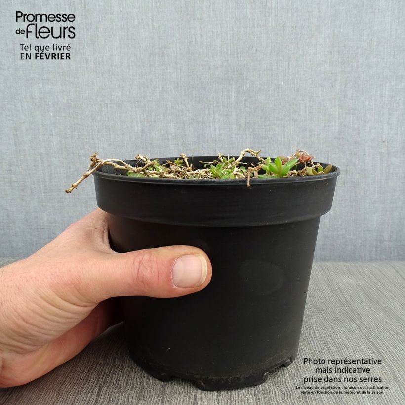 Example of Delosperma Table Mountain - Pourpier vivace  Pot van 2 l/3 l as you get in hiver