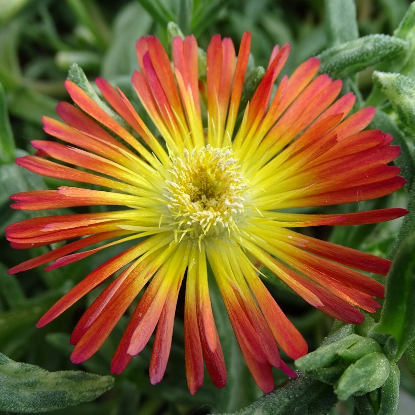 Delosperma Wheels of Wonder Fire - Ijsbloem (Flowering)
