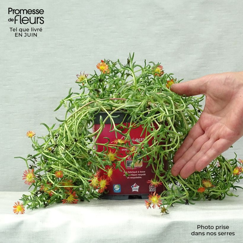 Exemplaar van Delosperma Wheels of Wonder Fire - IJsbloem Pot van 2 l/3 l zoals geleverd in de zomer