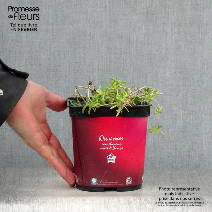 Example of Delosperma Wheels of Wonder Fire Pot van 2 l/3 l as you get in hiver