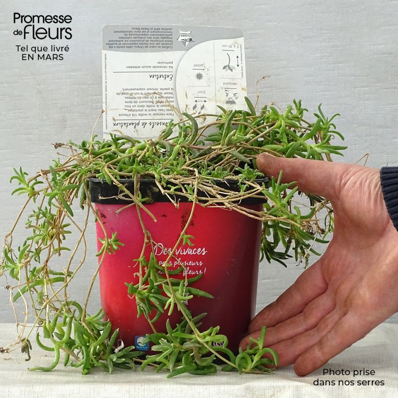 Exemplaar van Delosperma Wheels of Wonder Fire - IJsbloem Pot van 2 l/3 l zoals geleverd in de lente