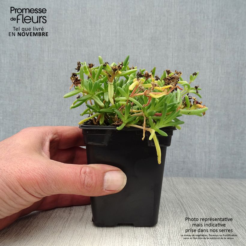 Exemplaar van Delosperma Wheels of Wonder Fire - IJsbloem Kweekpotje van 7/8 cm zoals geleverd in de herfst
