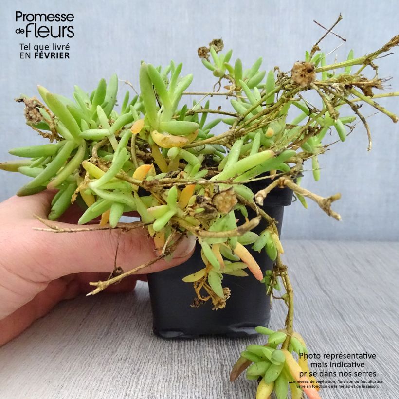 Example of Delosperma Wheels of Wonder Fire Kweekpotje van 7/8 cm as you get in hiver