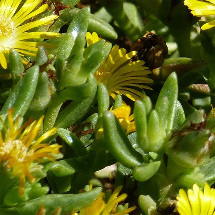 Delosperma Wheels of Wonder Golden - Ijsbloem (Foliage)