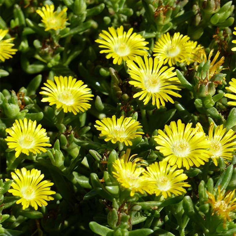 Delosperma Wheels of Wonder Golden - Ijsbloem (Flowering)