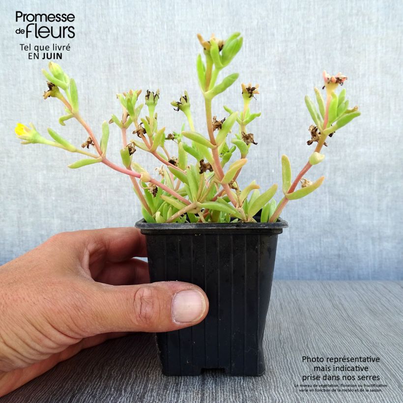 Exemplaar van Delosperma Wheels of Wonder Golden - IJsbloem Kweekpotje van 7/8 cm zoals geleverd in de zomer