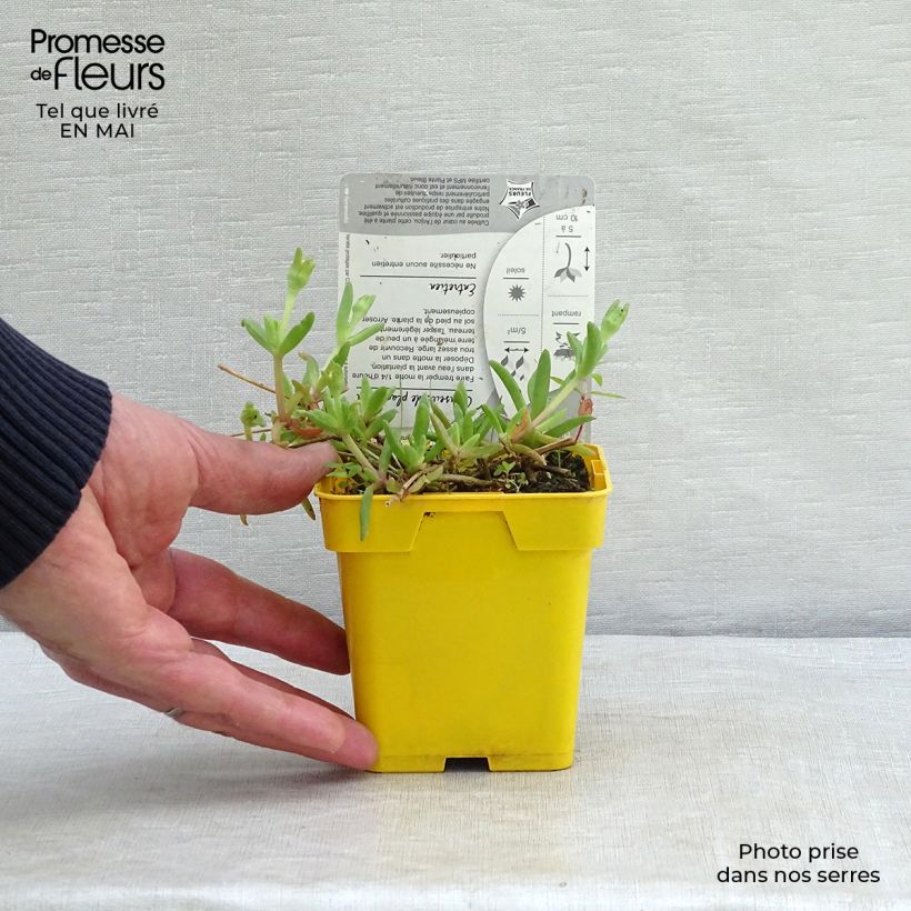 Exemplaar van Delosperma Wheels of Wonder Golden - IJsbloem Kweekpotje van 7/8 cm zoals geleverd in de lente