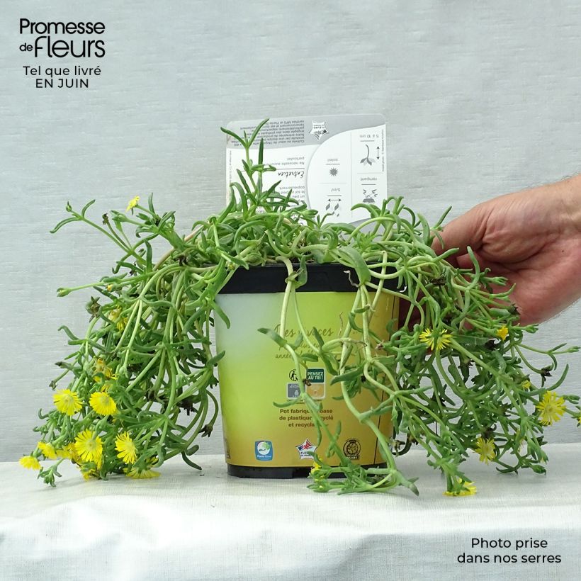 Exemplaar van Delosperma Wheels of Wonder Golden - IJsbloem Pot van 2 l/3 l zoals geleverd in de zomer