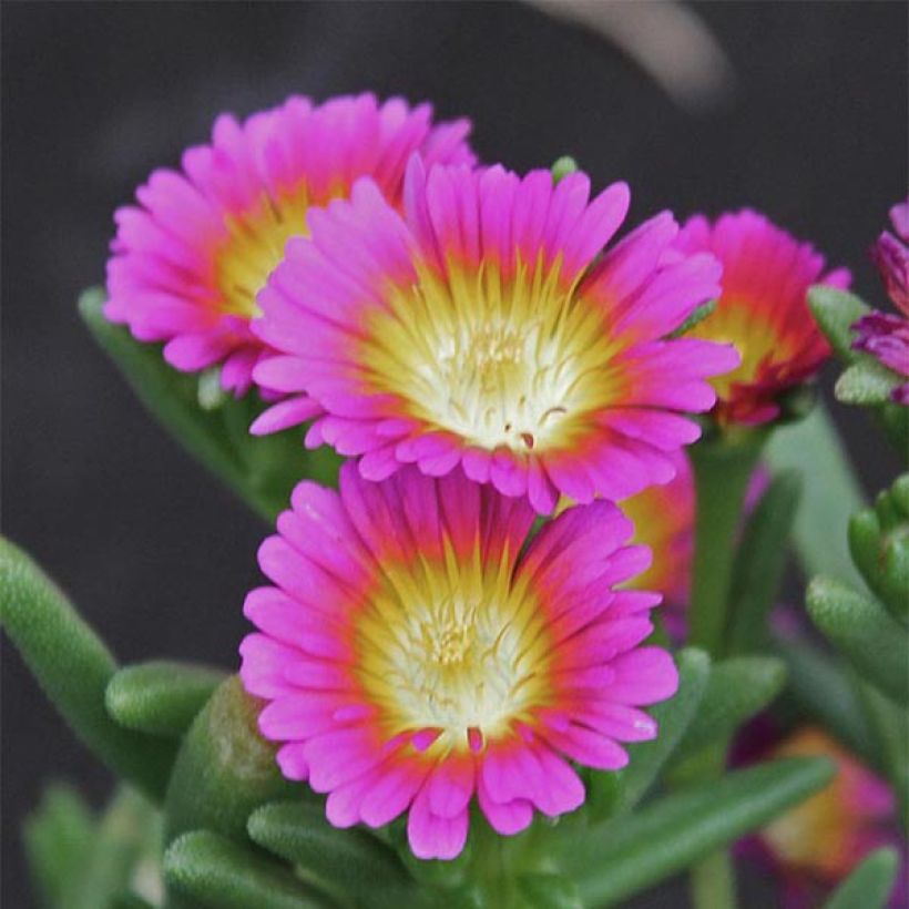Delosperma Wheels of Wonder Hot Pink - Ijsbloem (Flowering)