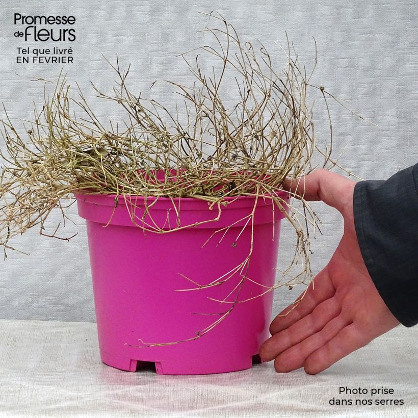 Example of Delosperma Wheels of Wonder Hot Pink Pot van 2 l/3 l as you get in hiver