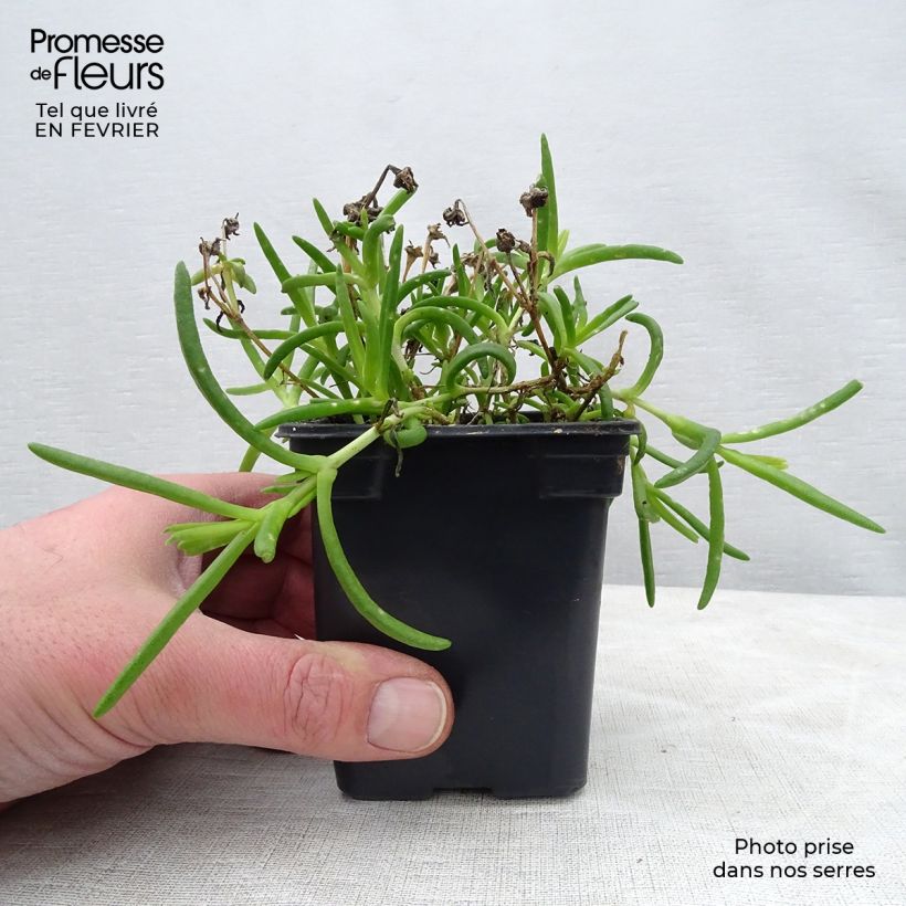 Example of Delosperma Wheels of Wonder Hot Pink Kweekpotje van 7/8 cm as you get in hiver