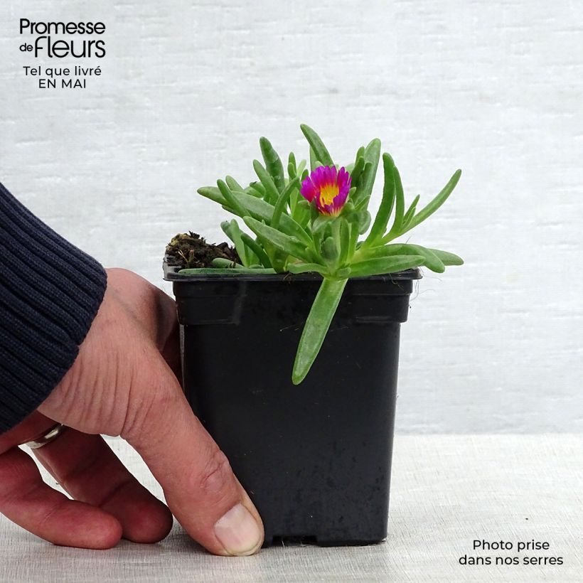 Exemplaar van Delosperma Wheels of Wonder Hot Pink - IJsbloem Kweekpotje van 7/8 cm zoals geleverd in de lente