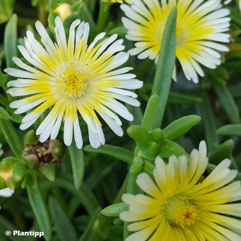 Delosperma Wheels of Wonder Limoncello - IJsbloem (Blad)