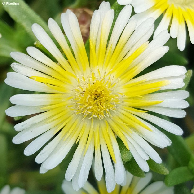 Delosperma Wheels of Wonder Limoncello - IJsbloem (Bloei)