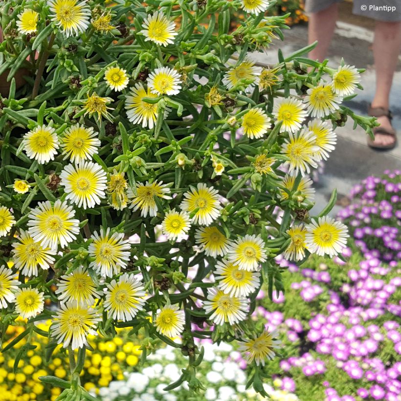 Delosperma Wheels of Wonder Limoncello - IJsbloem (Groeiplaats)