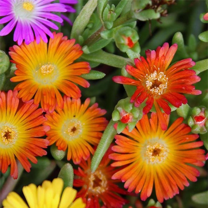 Delosperma Wheels of Wonder Orange - Ijsbloem (Flowering)