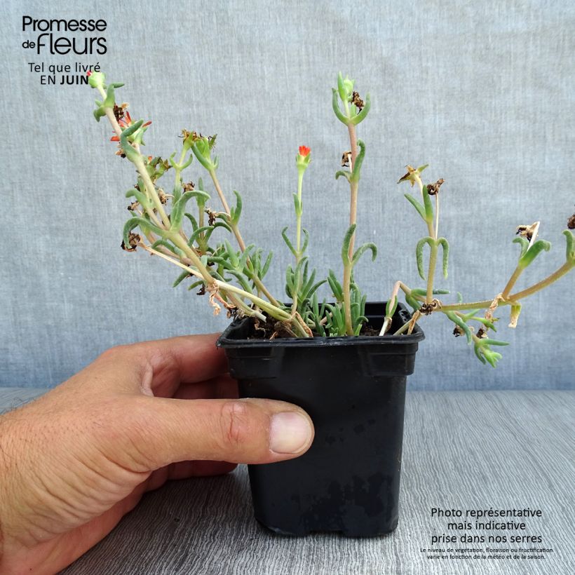 Exemplaar van Delosperma Wheels of Wonder Orange - IJsbloem Kweekpotje van 7/8 cm zoals geleverd in de zomer