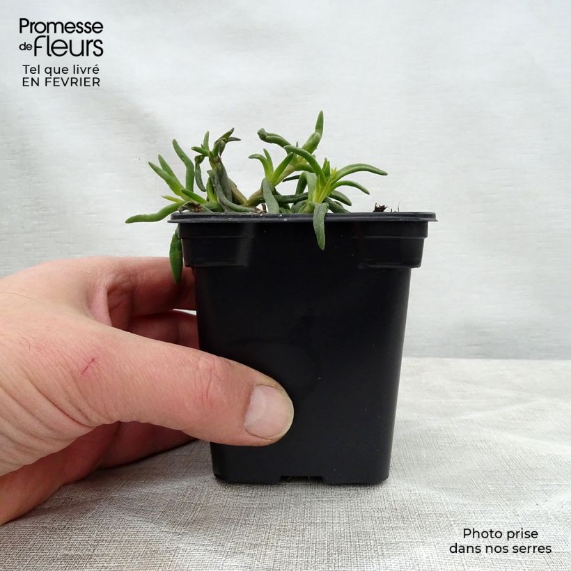 Example of Delosperma Wheels of Wonder Orange - Ijsbloem Kweekpotje van 7/8 cm as you get in hiver