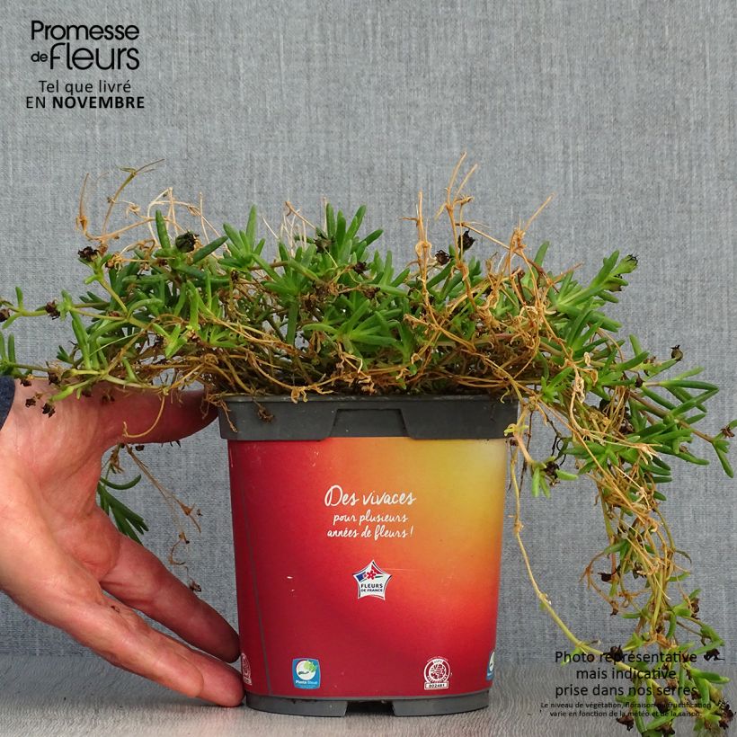 Exemplaar van Delosperma Wheels of Wonder Orange - IJsbloem Pot van 2 l/3 l zoals geleverd in de herfst