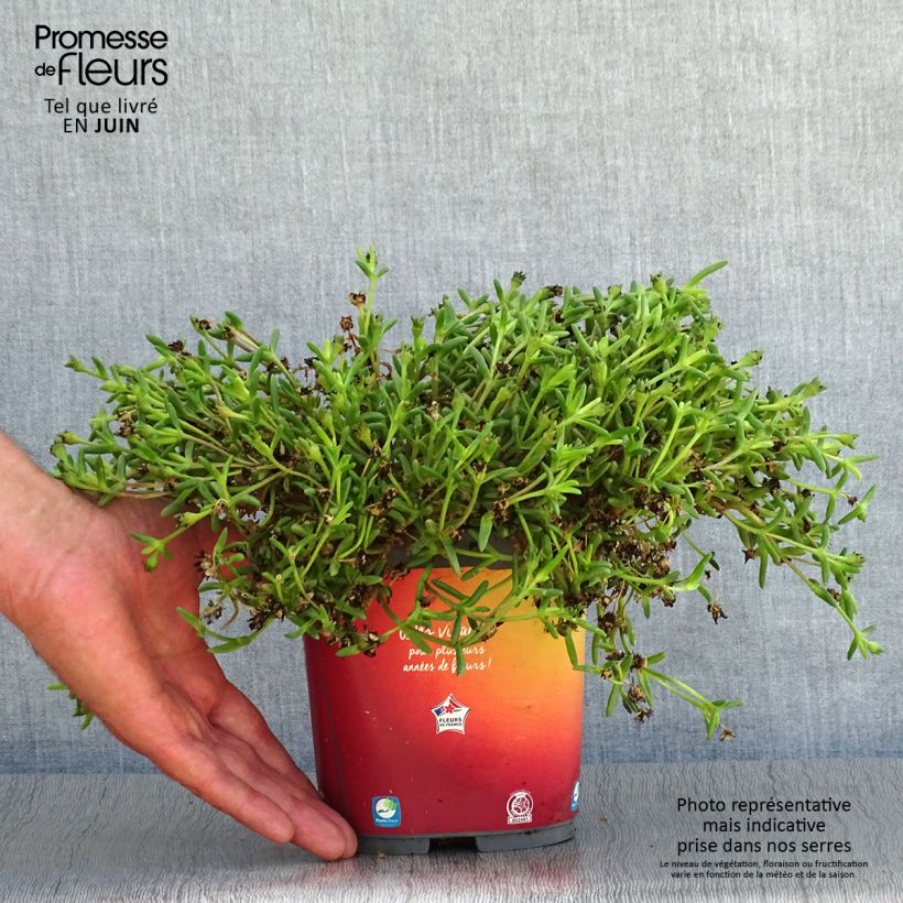 Exemplaar van Delosperma Wheels of Wonder Orange - IJsbloem Pot van 2 l/3 l zoals geleverd in de zomer