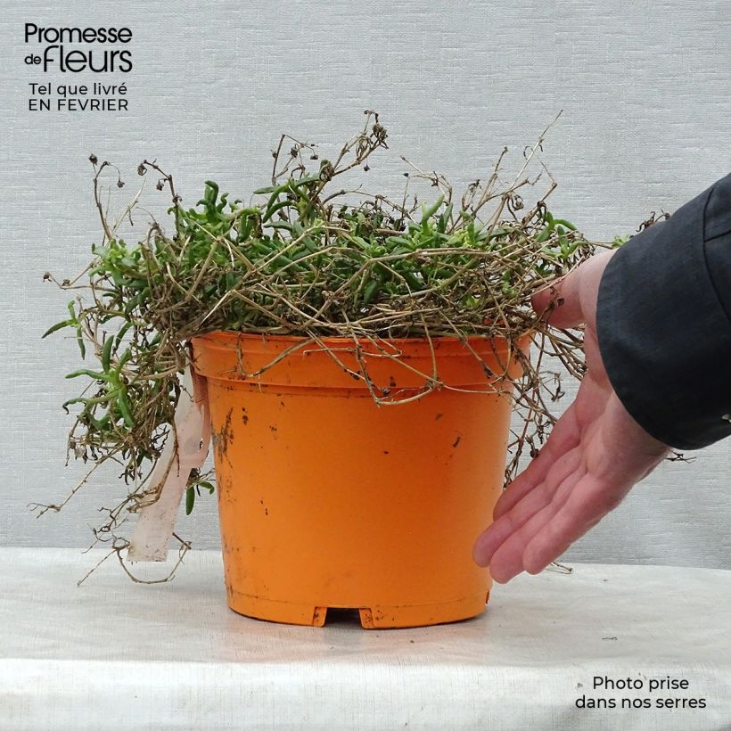 Example of Delosperma Wheels of Wonder Orange - Ijsbloem Pot van 2 l/3 l as you get in hiver