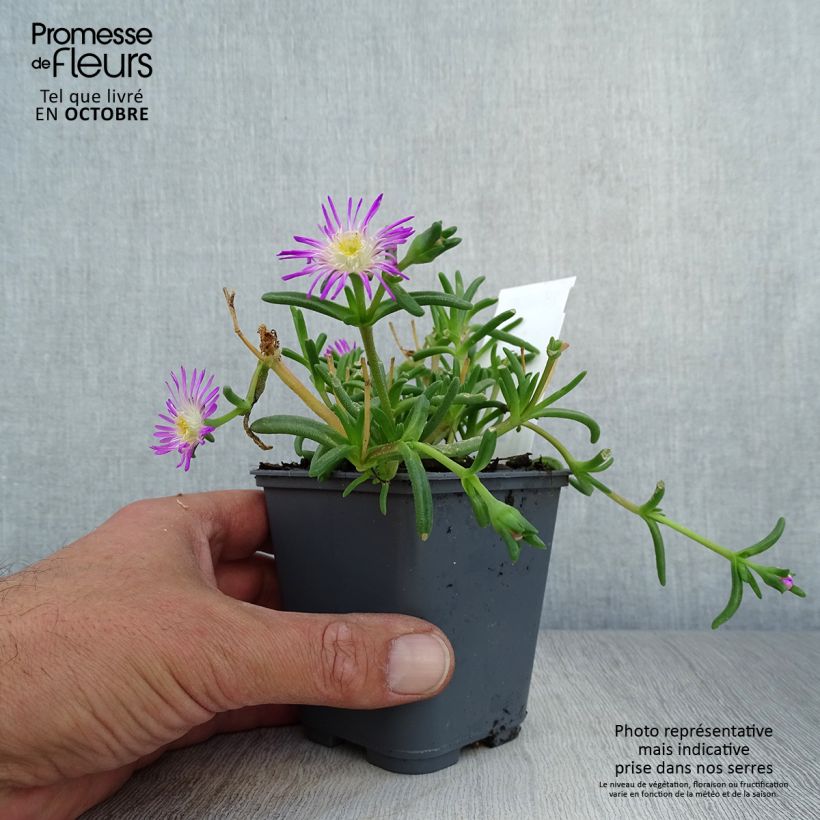 Exemplaar van Delosperma Wheels of Wonder Violet - IJsbloem Kweekpotje van 8/9 cm zoals geleverd in de herfst