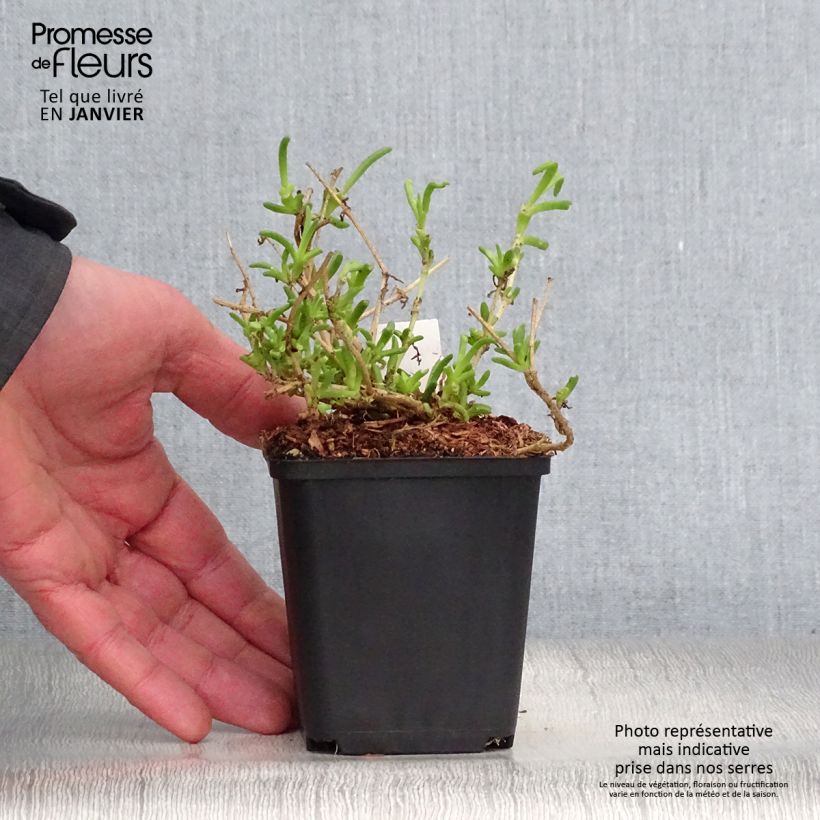 Example of Delosperma Wheels of Wonder Violet Kweekpotje van 8/9 cm as you get in hiver