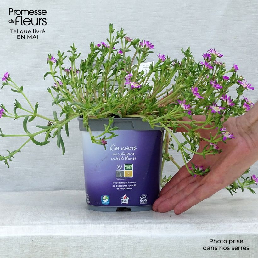 Exemplaar van Delosperma Wheels of Wonder Violet - IJsbloem Pot van 2 l/3 l zoals geleverd in de lente