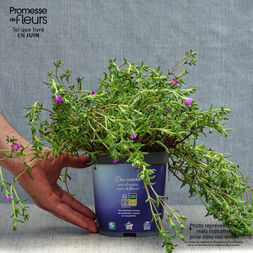 Exemplaar van Delosperma Wheels of Wonder Violet - IJsbloem Pot van 2 l/3 l zoals geleverd in de zomer