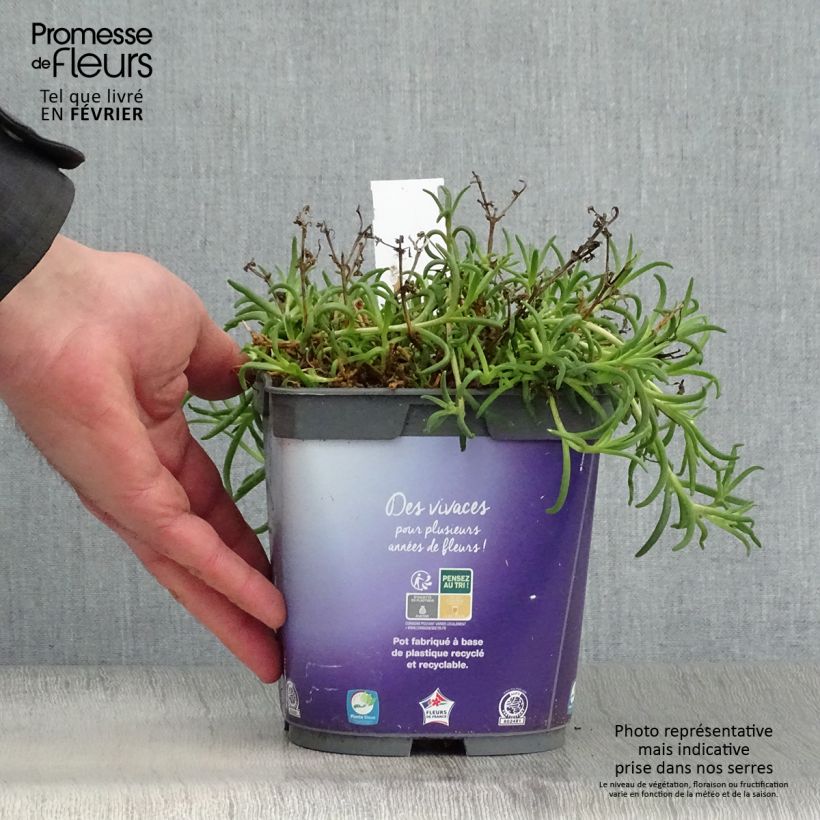 Example of Delosperma Wheels of Wonder Violet Pot van 2 l/3 l as you get in hiver