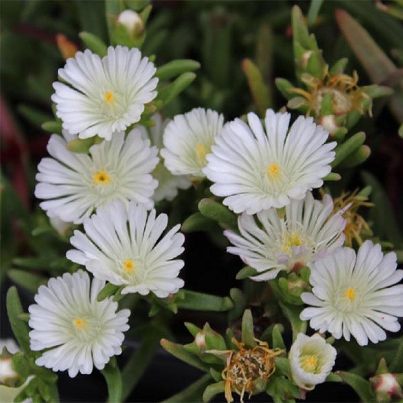 Delosperma Wheels of Wonder Wit - Ijsbloem (Flowering)