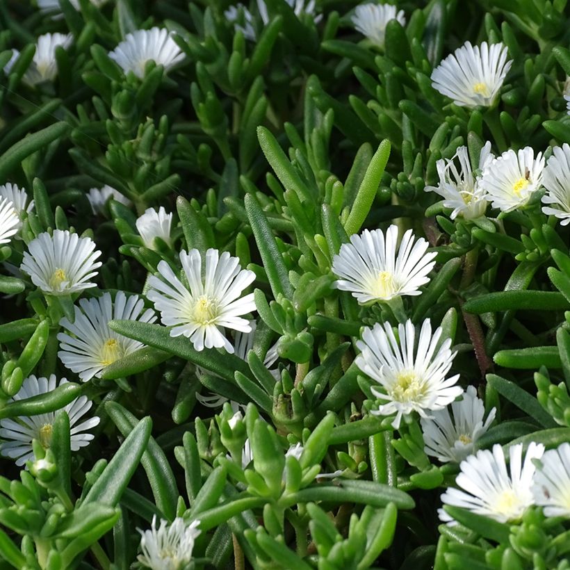 Delosperma Wheels of Wonder Wit - IJsbloem (Blad)