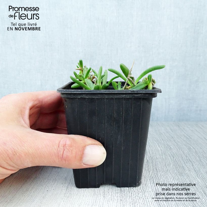 Exemplaar van Delosperma Wheels of Wonder Wit - IJsbloem Kweekpotje van 7/8 cm zoals geleverd in de herfst