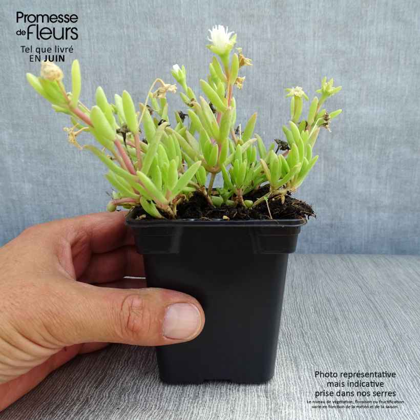 Exemplaar van Delosperma Wheels of Wonder Wit - IJsbloem Kweekpotje van 7/8 cm zoals geleverd in de zomer
