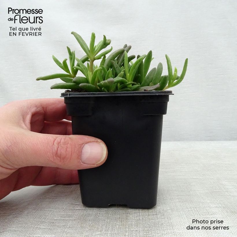 Example of Delosperma Wheels of Wonder White Kweekpotje van 7/8 cm as you get in hiver