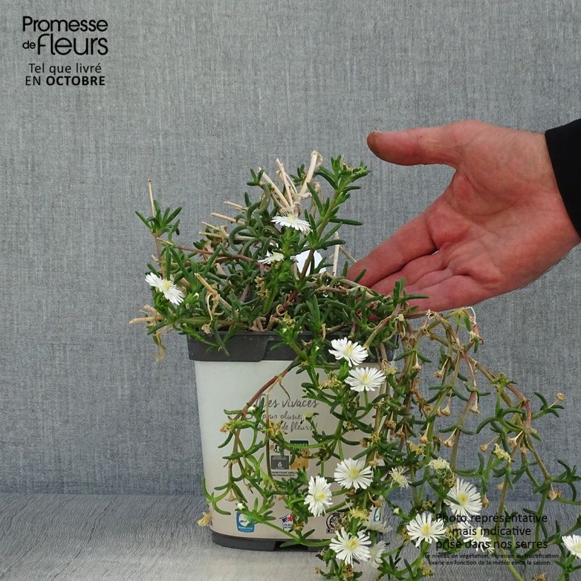 Exemplaar van Delosperma Wheels of Wonder Wit - IJsbloem Pot van 2 l/3 l zoals geleverd in de herfst