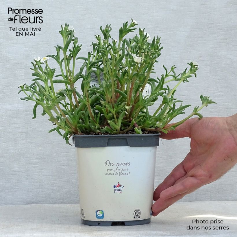 Exemplaar van Delosperma Wheels of Wonder Wit - IJsbloem Pot van 2 l/3 l zoals geleverd in de lente
