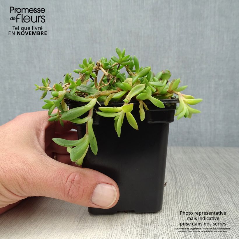Exemplaar van Delosperma cooperi - IJsbloem Kweekpotje van 7/8 cm zoals geleverd in de herfst